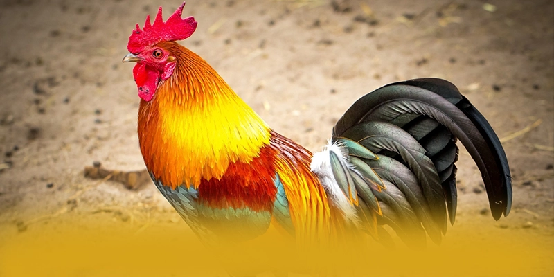 W88 - Khẳng định vị thế một cách chi tiết. W88 - Khẳng định vị thế một cách chi tiết.