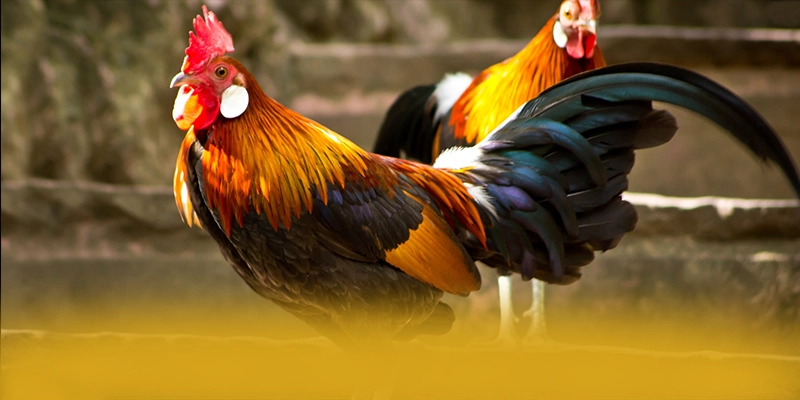 88VV - Nhận định cuối cùng từ trải nghiệm thực tế. 88VV - Nhận định cuối cùng từ trải nghiệm thực tế.