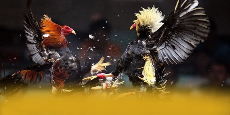 Điểm nổi bật tại B52 - Cổng trò chơi có thưởng lớn tại Việt Nam
Điểm nổi bật tại B52 - Cổng trò chơi có thưởng lớn tại Việt Nam