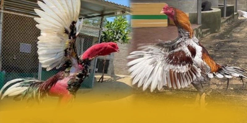 B52 - Sân chơi minh bạch trên thị trường – Đánh giá B52 B52 - Sân chơi minh bạch trên thị trường – Đánh giá B52