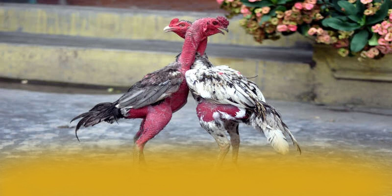 RR99 – Nhà cái được nhiều người chơi lựa chọn, được cộng đồng game thủ tin tưởng. RR99 – Nhà cái được nhiều người chơi lựa chọn, được cộng đồng game thủ tin tưởng.